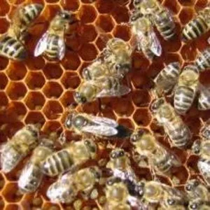 Продам пчелопакеты,  пчелосемьи