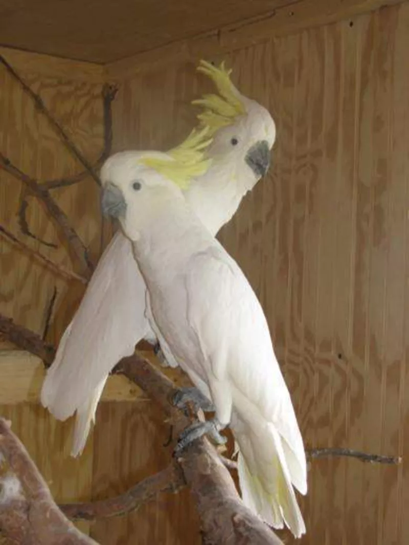 усыновлен мужского и женского какаду,  попугаи.